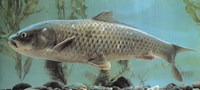 Cyprinus pellegrini, :