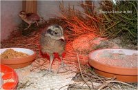 Blood Pheasant Ithaginis cruentus