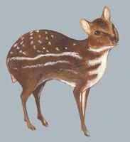 Image of: Hyemoschus aquaticus (water chevrotain)