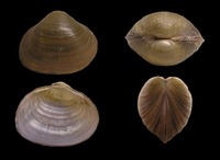 Sphaerium corneum - European fingernailclam