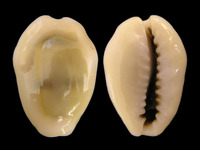 Monetaria moneta