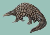 Image of: Manis gigantea (giant pangolin)