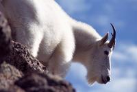 Image of: Oreamnos americanus (mountain goat)