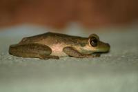 Smilisca sordida