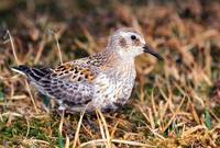 Calidris ptilocnemis - Rock Sandpiper