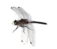 Image of: Leucorrhinia proxima