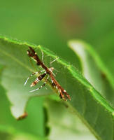 Image of: Pterophoridae (plume moths)