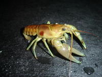 Image of: Orconectes rusticus (rusty crayfish)