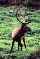 Cervus elaphus manitobensis