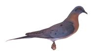 Image of: Ectopistes migratorius (passenger pigeon)