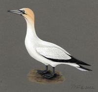 Image of: morus serrator (Australasian gannet)