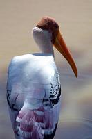 Image of: Mycteria leucocephala (painted stork)