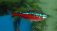 Paracheirodon axelrodi - Cardinal Tetra