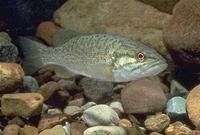 Image of: Micropterus dolomieu (smallmouth bass)