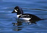 Barrow's Goldeneye - Bucephala islandica