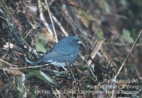 Slaty Bunting - Latoucheornis siemsseni