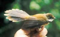 Tawny-backed Fantail - Rhipidura superflua