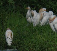 Cattle Egret - Bubulcus ibis