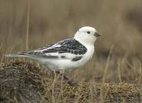 Snow Bunting (Plectrophenax nivalis) photo