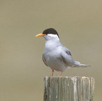 Black-fronted Tern (Chlidonias albostriatus) photo