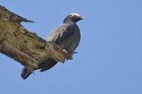 White-crowned Pigeon - Patagioenas leucocephala