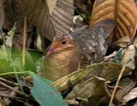 Ruddy Quail-Dove - Geotrygon montana