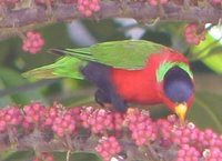 Collared Lory - Phigys solitarius