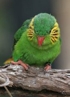 Red-flanked Lorikeet - Charmosyna placentis