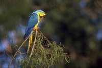 Blue-and-yellow Macaw - Ara ararauna