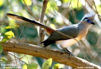 Crested Coua - Coua cristata