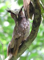 Crested Owl - Lophostrix cristata