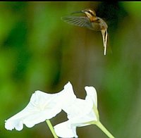 Cinnamon-throated Hermit - Phaethornis nattereri