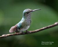 White-necked Jacobin - Florisuga mellivora