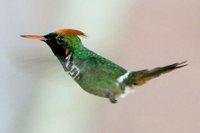 Frilled Coquette - Lophornis magnificus