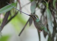 Sword-billed Hummingbird - Ensifera ensifera