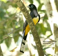 Black-headed Trogon - Trogon melanocephalus