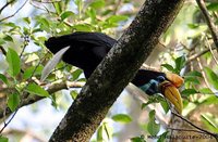 Knobbed Hornbill - Aceros cassidix