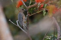 Hoffmann's Woodpecker - Melanerpes hoffmannii