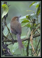 Azara's Spinetail - Synallaxis azarae