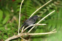 Black-hooded Antshrike - Thamnophilus bridgesi