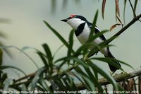 Brown-throated Wattle-eye - Platysteira cyanea