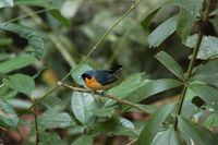 Spectacled Monarch - Monarcha trivirgatus