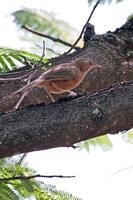 Rufous Chatterer - Turdoides rubiginosus