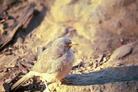 Jungle Babbler - Turdoides striatus