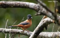 Rufous Sibia - Heterophasia capistrata