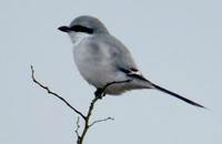 Chinese Gray Shrike - Lanius sphenocercus