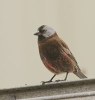 Gray-crowned Rosy-Finch - Leucosticte tephrocotis