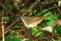 Neotropical River Warbler - Basileuterus rivularis