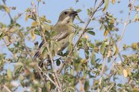 Western Spindalis - Spindalis zena