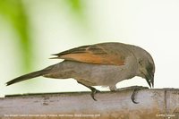 Bay-winged Cowbird - Molothrus badius